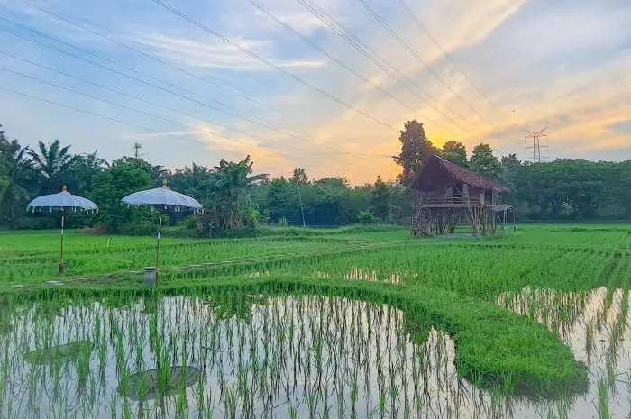 Daya Tarik Utama Sawah Lukis
