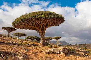 Fakta Unik Pulau Socotra